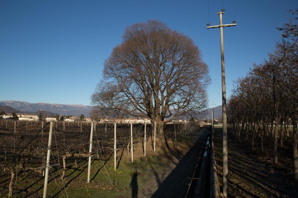 Al Bagolaro Bed & Breakfast Crocetta del Montello ภายนอก รูปภาพ