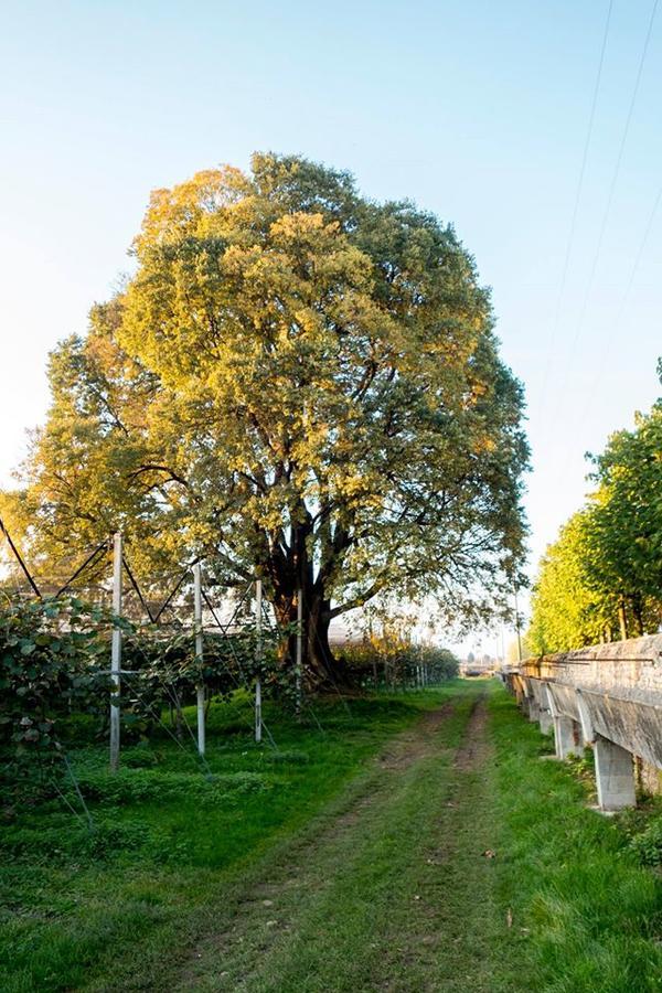 Al Bagolaro Bed & Breakfast Crocetta del Montello ภายนอก รูปภาพ