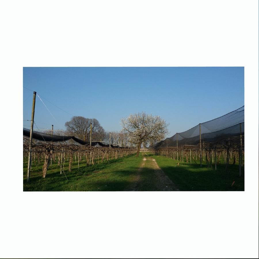 Al Bagolaro Bed & Breakfast Crocetta del Montello ภายนอก รูปภาพ