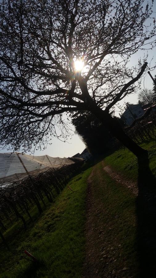 Al Bagolaro Bed & Breakfast Crocetta del Montello ภายนอก รูปภาพ
